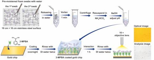 Optical detection and enumeration of Escherichia coli and Salmonella enterica using a low-magnification light microscope