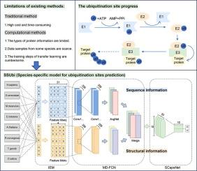 Species-specific model based on sequence and structural information for ubiquitination sites prediction