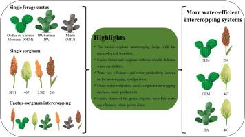 Intercropping cactus and sorghum under agroecological transition and water restriction increases the water productivity of the system regardless of the arrangement of the genotypes