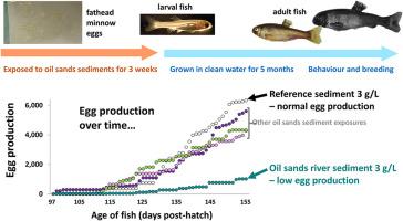 Long-term effects of an early-life exposure of fathead minnows to sediments containing bitumen. Part II: Behaviour, reproduction, and gonad histopathology