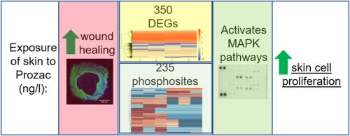 Environmental fluoxetine promotes skin cell proliferation and wound healing