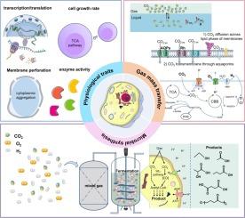 Critical impact of pressure regulation on carbon dioxide biosynthesis