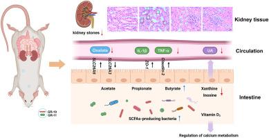 The combination of oxalic acid and uric acid degrading probiotic from traditional Chinese fermented food reduces calcium accumulation and prevents kidney stones formation in rats