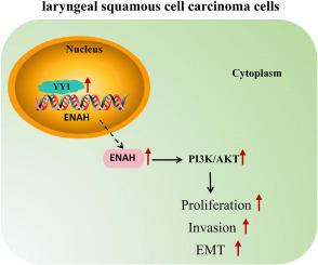 ENAH transcriptionally activated by YY1 promotes growth and invasion of laryngocarcinoma cells through PI3K/AKT signaling