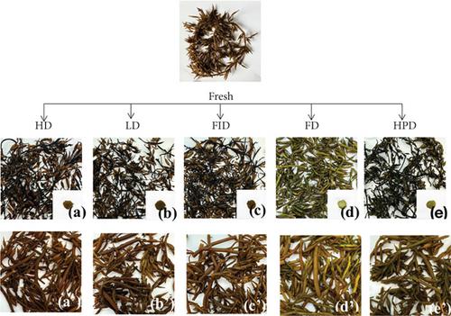 The Drying Method Affects the Physicochemical Properties, Antioxidant Activity, and Volatile Flavor of Sargassum fusiforme