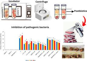 Investigation of antimicrobial and antioxidant properties of postbiotics produced by lactobacillus rhamnosus and limosilactobacillus reuteri and their potential application in surface decontamination of red meat