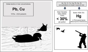 Trace elements in liver and muscle tissues from wild waterfowls in Australia: Risk associated with human consumption in a global context