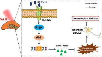 TREM2 alleviates long-term cognitive dysfunction after subarachnoid hemorrhage in mice by attenuating hippocampal neuroinflammation via PI3K/Akt signaling pathway