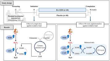 Acute and prolonged effects of Bacillus amyloliquefaciens GF424-derived SOD on antioxidant defense in healthy individuals challenged with intense aerobic exercise