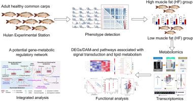 Investigating transcriptomics and metabolomics differences offers insights into the mechanisms of muscular fat deposition in common carp (Cyprinus carpio)