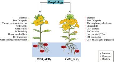 Responses of Brassica napus to soil cadmium under elevated CO2 concentration based on rhizosphere microbiome, root transcriptome and metabolome