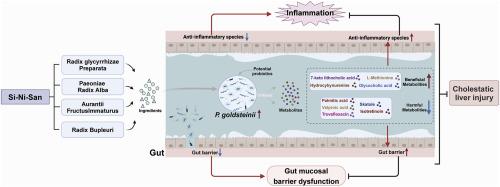 Si-Ni-San ameliorates cholestatic liver injury by favoring P. goldsteinii colonization