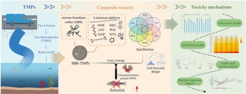 Toxicological mechanisms and molecular impacts of tire particles and antibiotics on zebrafish