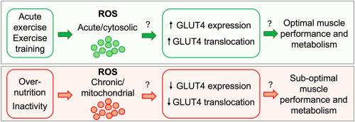 Exercise performance and health: Role of GLUT4