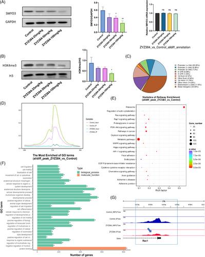 A novel small molecule ZYZ384 targeting SMYD3 for hepatocellular carcinoma via reducing H3K4 trimethylation of the Rac1 promoter