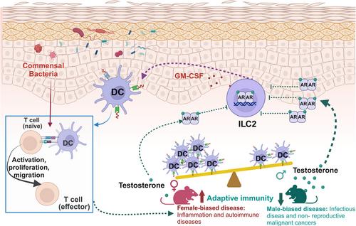 Androgen-type 2 innate lymphoid cells-dendritic cell axis modulates sex-associated differences in skin immune responses