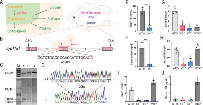 Steroid hormone-deprived sex reversal in cyp11a1 mutant XX tilapia experiences an ovary-like stage at molecular level