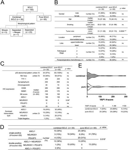 The expression of YAP1 and other transcription factors contributes to lineage plasticity in combined small cell lung carcinoma