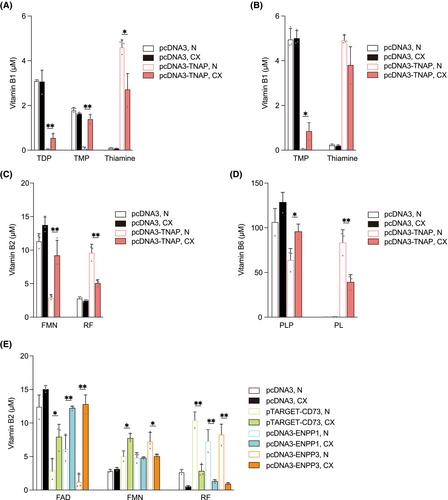 Rate of hydrolysis of the phosphate esters of B vitamins is reduced by zinc deficiency: In vitro and in vivo