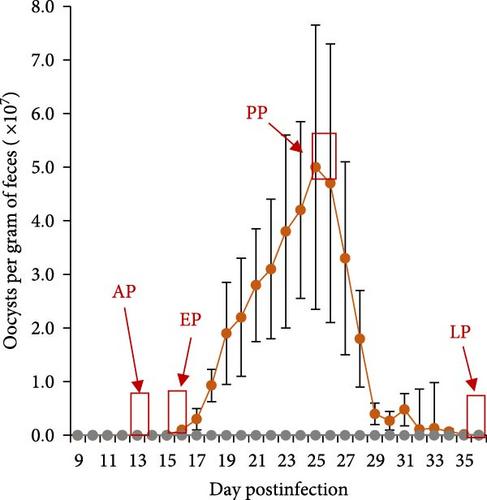 Transcriptional Profiling of the Rabbit Liver Infected With Eimeria stiedae Reveals Dynamic Host Cell Responses During the Induction and Resolution of Cholangitis