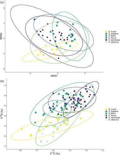 Integrated Fatty Acid and Stable Isotope Niches Reveal Trophic Connections Among Sympatric Large-Bodied Sharks