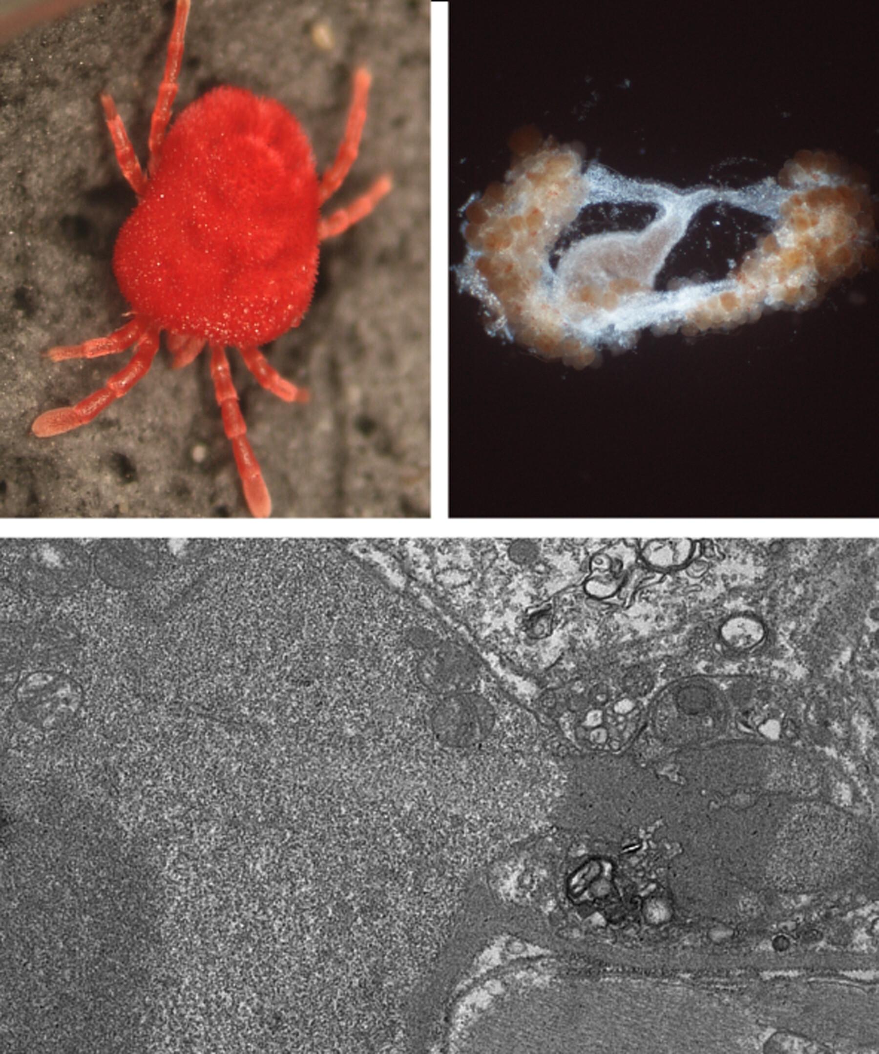 The Ovary Structure in Terrestrial Parasitengona Mites: The Case of Trombidiidae (Acariformes: Parasitengona)