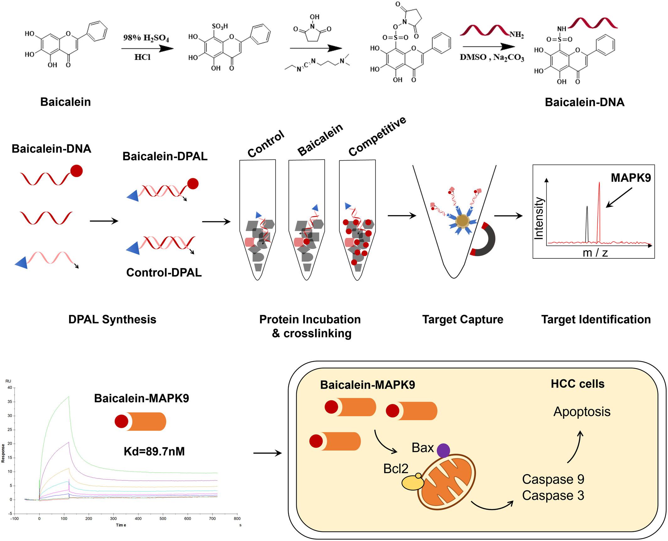 Baicalein Targets MAPK9 to Induce Apoptosis of Hepatocellular Carcinoma Cells