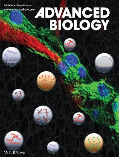 Breast Tumor Cell Survival and Morphology in a Brain-like Extracellular Matrix Depends on Matrix Composition and Mechanical Properties (Adv. Biology 9/2024)