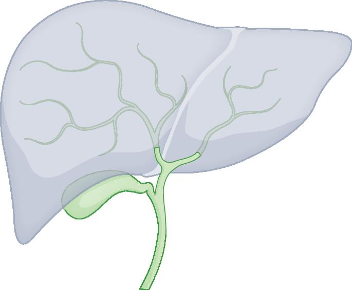 A novel mechanism of sodium and fluid retention in liver disease