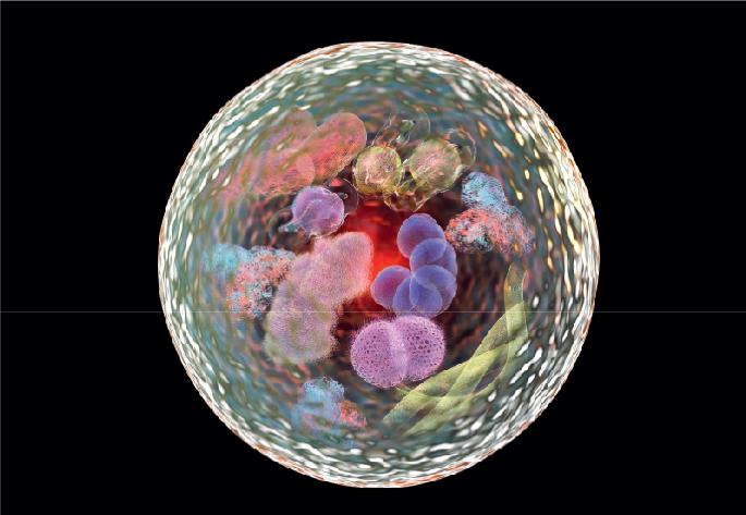 Spermidine controls autophagy during fasting