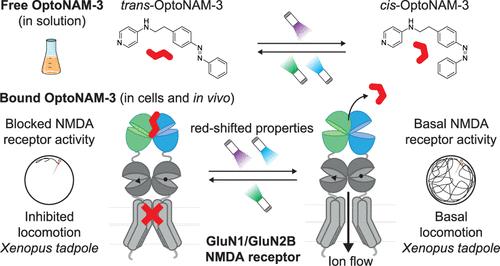 Reversible Control of Native GluN2B-Containing NMDA Receptors with Visible Light