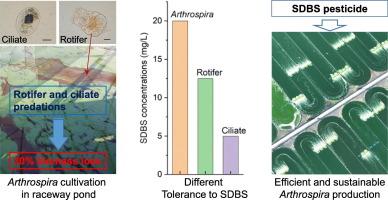 Management of zooplanktonic predations for efficient and sustainable production of Arthrospira