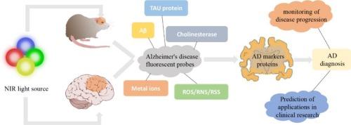 Shedding light on Alzheimer's disease: Recent advances in highly selective fluorescent probes