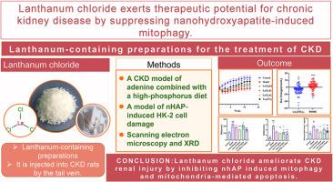 Lanthanum chloride exerts therapeutic potential for chronic kidney disease by suppressing nanohydroxyapatite-induced mitophagy and mitochondria-mediated apoptosis