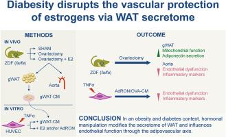 Diabesity alters the protective effects of estrogens on endothelial function through adipose tissue secretome