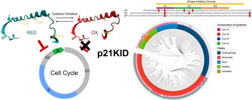 Conserved cysteine-switches for redox sensing operate in the cyclin-dependent kinase inhibitor p21(CIP/KIP) protein family