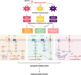 Comprehensive transcriptome analysis unravels the perturbated cardiovascular-related molecular mechanisms of tilapia under high-temperature stress