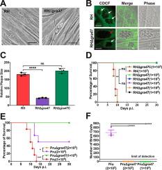 GRA47 is important for the morphology and permeability of the parasitophorous vacuole in Toxoplasma gondii