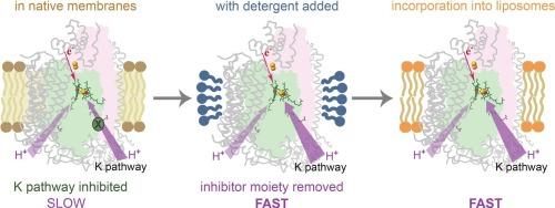 Stimulation of cytochrome c oxidase activity by detergents