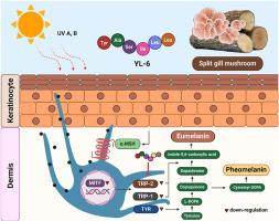 Optimization, isolation, identification and molecular mechanisms in B16F10 melanoma cells of a novel tyrosinase inhibitory peptide derived from split gill mushrooms