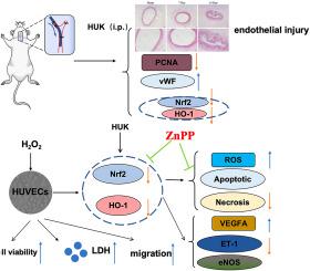 Human Urinary Kallidinogenase improves vascular endothelial injury by activating the Nrf2/HO-1 signaling pathway