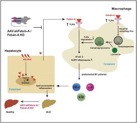 Hepatocyte-derived Fetuin-A promotes alcohol-associated liver disease in mice by inhibiting autophagy-lysosome degradation of TLR4 and M2 macrophage polarization