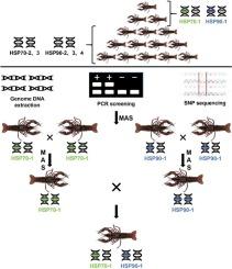 Genetic dissection of crayfish (Procambarus clarkii) high temperature tolerance and assessment of the potential application in breeding of the HSP genes