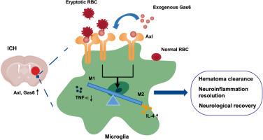 Gas6/Axl signaling promotes hematoma resolution and motivates protective microglial responses after intracerebral hemorrhage in mice