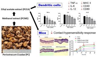 Periostracum Cicadae exhibits immunosuppressive effects on dendritic cells and contact hypersensitivity responses