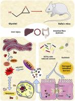 Glycidol-induced hepatocyte apoptosis via endoplasmic reticulum stress: The underlying role of the gut-liver axis