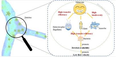 Flow velocity determines detritus availability and microbial food web patterns in a river confluence