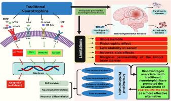 Neurotrophin peptidomimetics for the treatment of neurodegenerative diseases