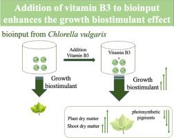 Potentiating Chlorella vulgaris bioinput as a growth biostimulant in the production of basil seedlings with the addition of vitamin B3