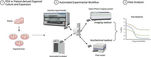 Development of an automated 3D high content cell screening platform for organoid phenotyping